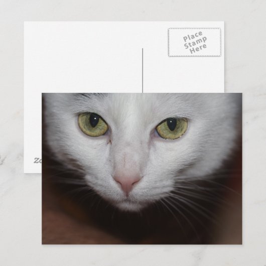 Mooie witte kat briefkaart (Voorkant / Achterkant)