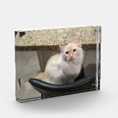 Mooie witte kat fotoblokken (Links)