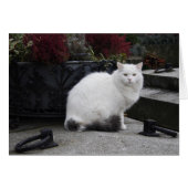 Mooie witte kat op een grave (Voorkant Horizontaal)