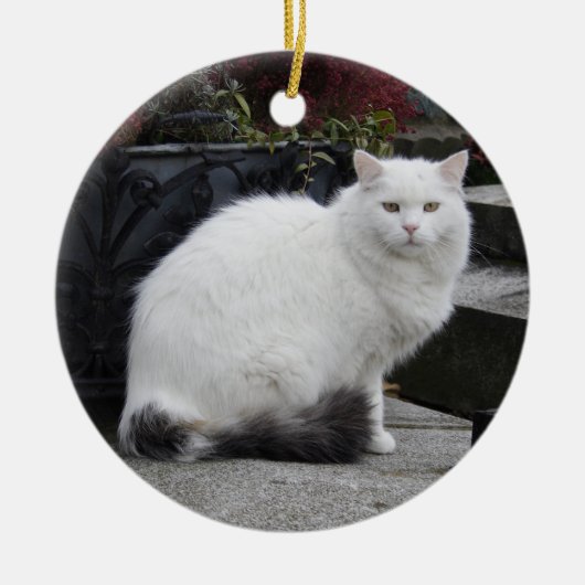 Mooie witte kat op een grave keramisch ornament (Voorkant)