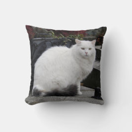 Mooie witte kat op een grave kussen