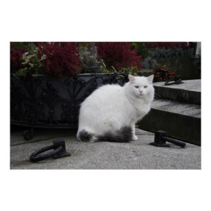 Mooie witte kat op een grave poster