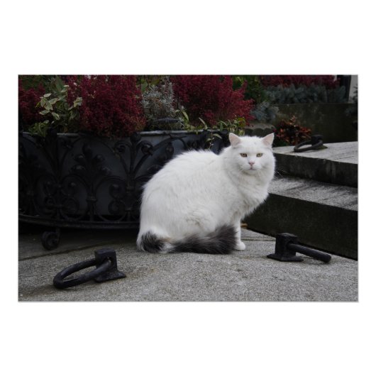 Mooie witte kat op een grave poster (Voorkant)
