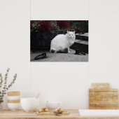 Mooie witte kat op een grave poster (Keuken)