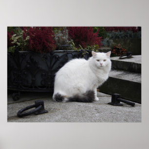 Mooie witte kat op een grave poster