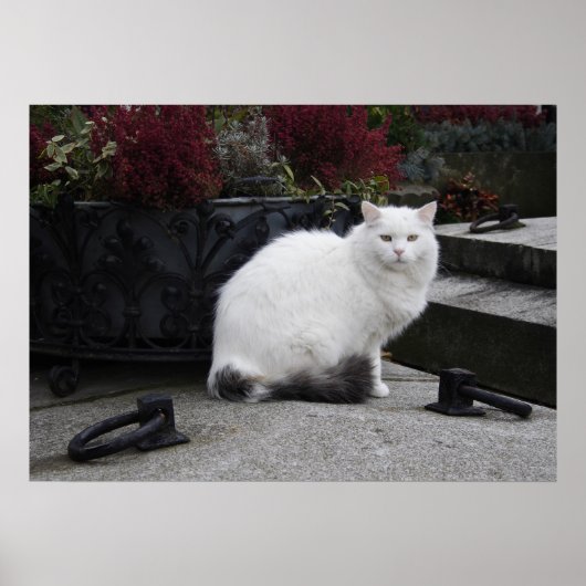Mooie witte kat op een grave poster (Voorkant)
