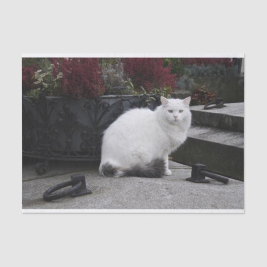 Mooie witte kat op een grave tissuepapier (Voorkant)