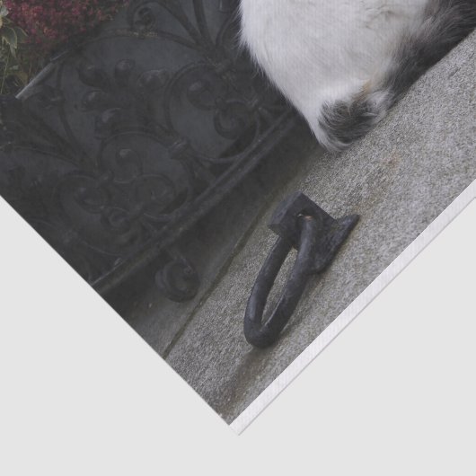 Mooie witte kat op een grave tissuepapier (Detail)