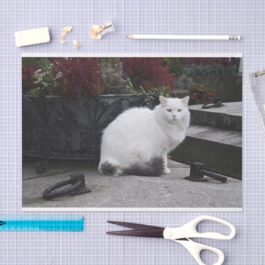 Mooie witte kat op een grave tissuepapier (Craft)