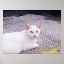 Mooie witte kat poster
