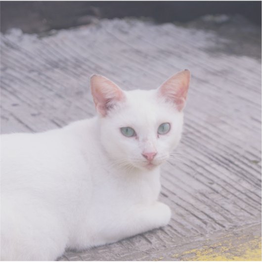 Mooie witte kat sticker (Voorkant)