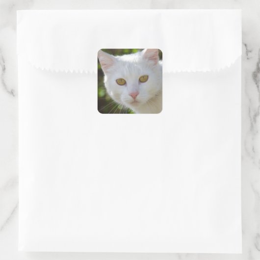 Mooie witte kat vierkante sticker (Tas)