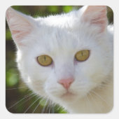 Mooie witte kat vierkante sticker (Voorkant)