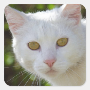 Mooie witte kat vierkante sticker