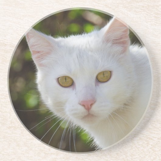 Mooie witte kat zandsteen onderzetter (Voorkant)