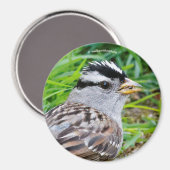 Mooie witte kruid-kruipen in de gras magneet (Voorkant / Achterkant)