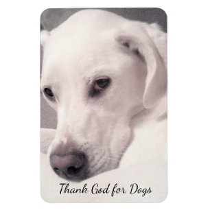 Mooie witte labrador Mix Dog Gray Godzijdank Magneet