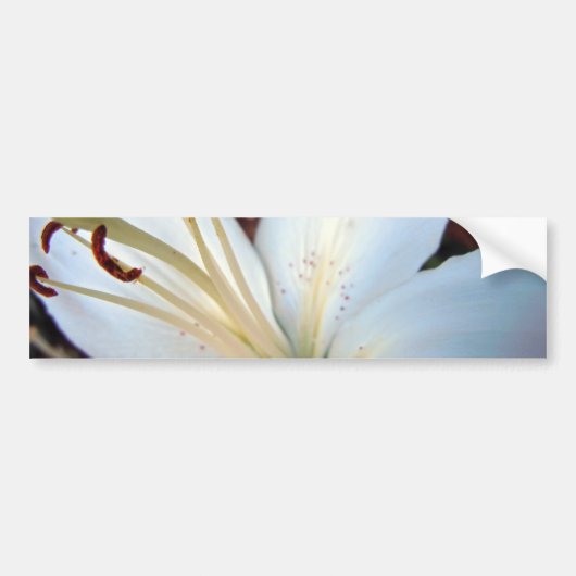 Mooie Witte Lelie Bumpersticker (Voorkant)
