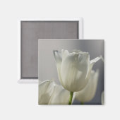 Mooie Witte Lentetulpen Magneet (Voorkant / Achterkant)