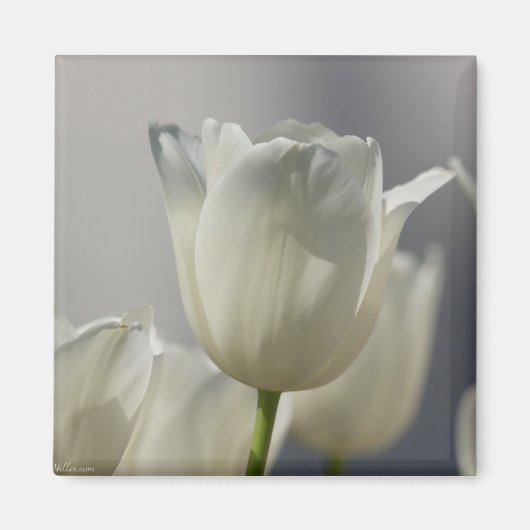 Mooie Witte Lentetulpen Magneet (Voorkant)