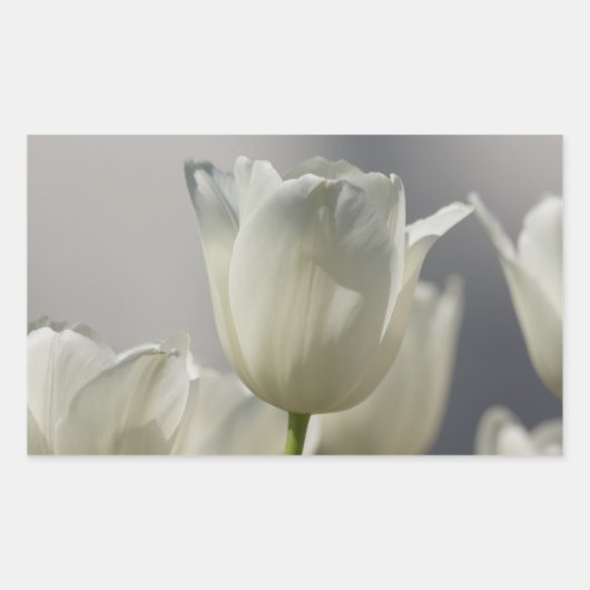 Mooie Witte Lentetulpen Rechthoekige Sticker (Voorkant)