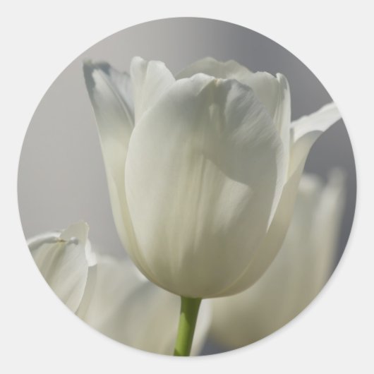 Mooie Witte Lentetulpen Ronde Sticker (Voorkant)