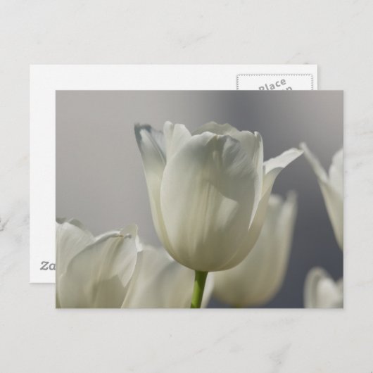 Mooie, witte lentetypes briefkaart (Voorkant / Achterkant)