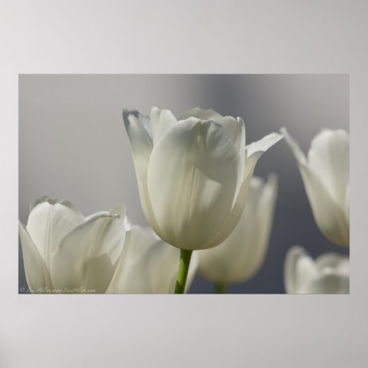 Mooie, witte lentetypes poster (Voorkant)