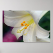 Mooie witte Lily Poster (Voorkant)