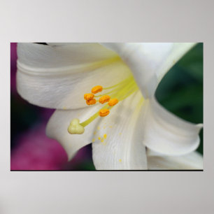 Mooie witte Lily Poster