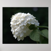 Mooie Witte Limoen Hortensia Bloem Poster (Voorkant)