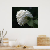 Mooie Witte Limoen Hortensia Bloem Poster (Keuken)