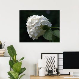 Mooie Witte Limoen Hortensia Bloem Poster
