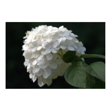 Mooie Witte Limoen Hortensia Bloem