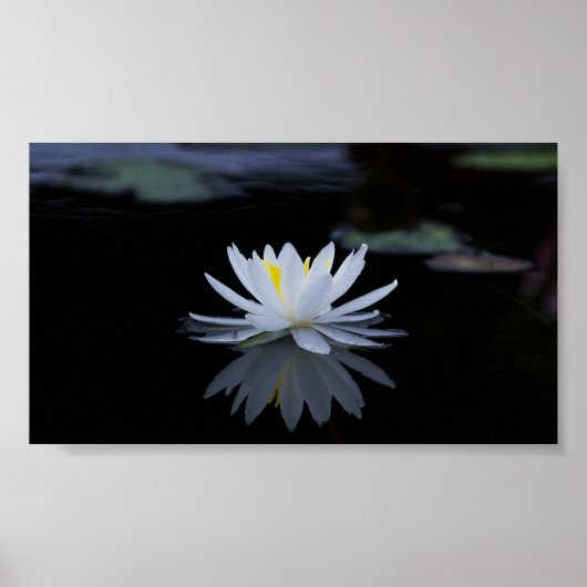 Mooie Witte Lotus,Meer,Zen Poster (Voorkant)