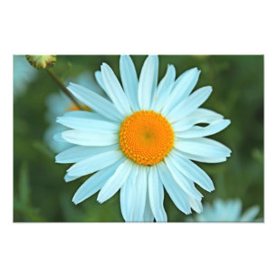 mooie witte madeliefjes bloemen foto. foto afdruk