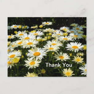 Mooie Witte Madeliefjes Tuin Bloemen Foto Bedankt Briefkaart