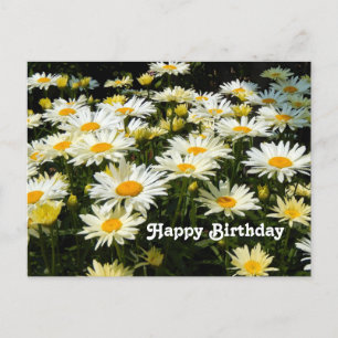 Mooie Witte Madeliefjes Tuin Bloemen Foto Verjaard Briefkaart