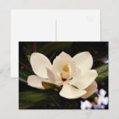 Mooie witte Magnolia boom bloesem close-up Briefkaart (Voorkant / Achterkant)
