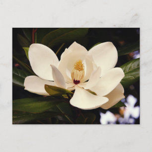 Mooie Witte Magnolia Boom Bloesem Close-Up Briefkaart