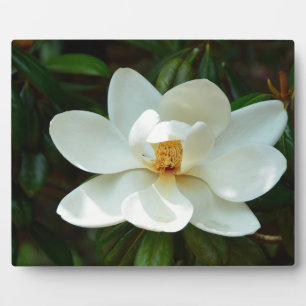 Mooie witte Magnolia Flower Fotoplaat