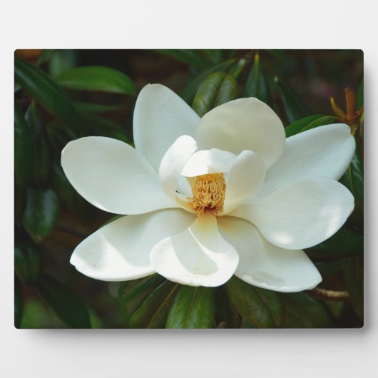 Mooie witte Magnolia Flower Fotoplaat (Voorkant)