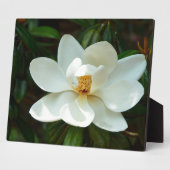Mooie witte Magnolia Flower Fotoplaat (Zijkant)