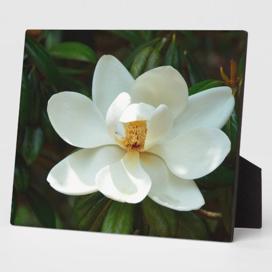 Mooie witte Magnolia Flower Fotoplaat (Zijkant)