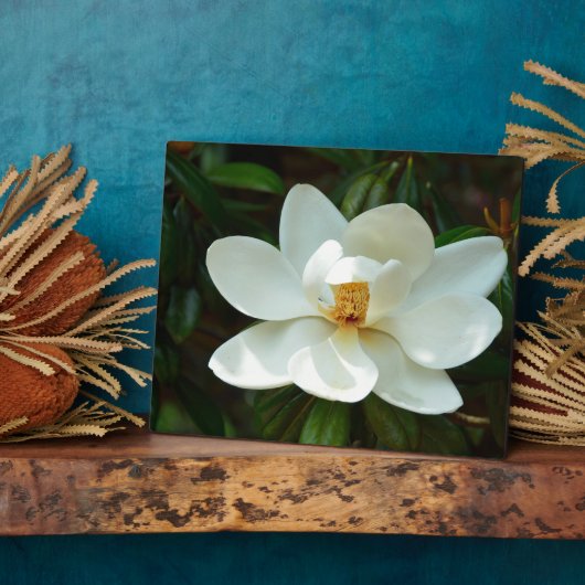 Mooie witte Magnolia Flower Fotoplaat (Zijkant)