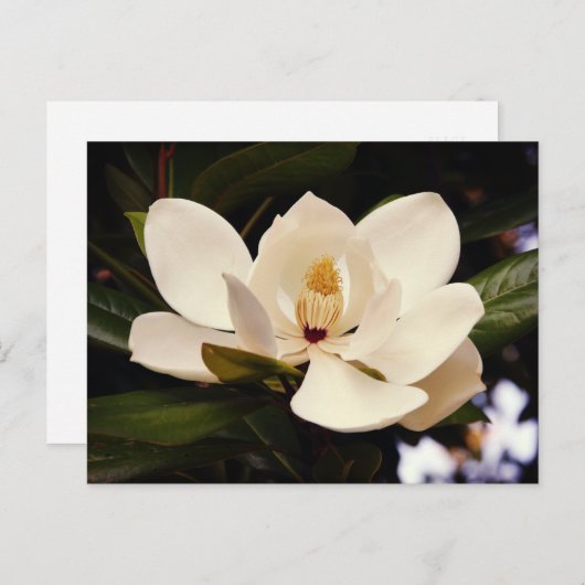 Mooie witte magnoliabloesem close-up briefkaart (Voorkant / Achterkant)