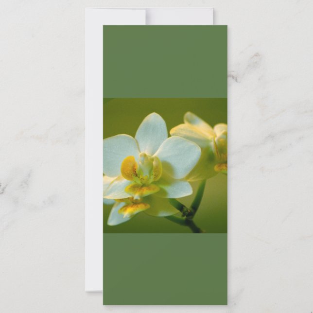 Mooie witte orchidebloemen houden kalm en lezen op (Voorkant)