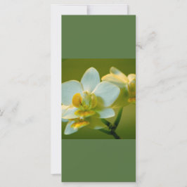 Mooie witte orchidebloemen houden kalm en lezen op