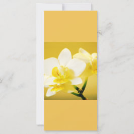 Mooie witte orchidebloemen houden kalm en lezen op