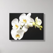 Mooie witte orchidee met zwarte achtergrond canvas afdruk (Voorkant)